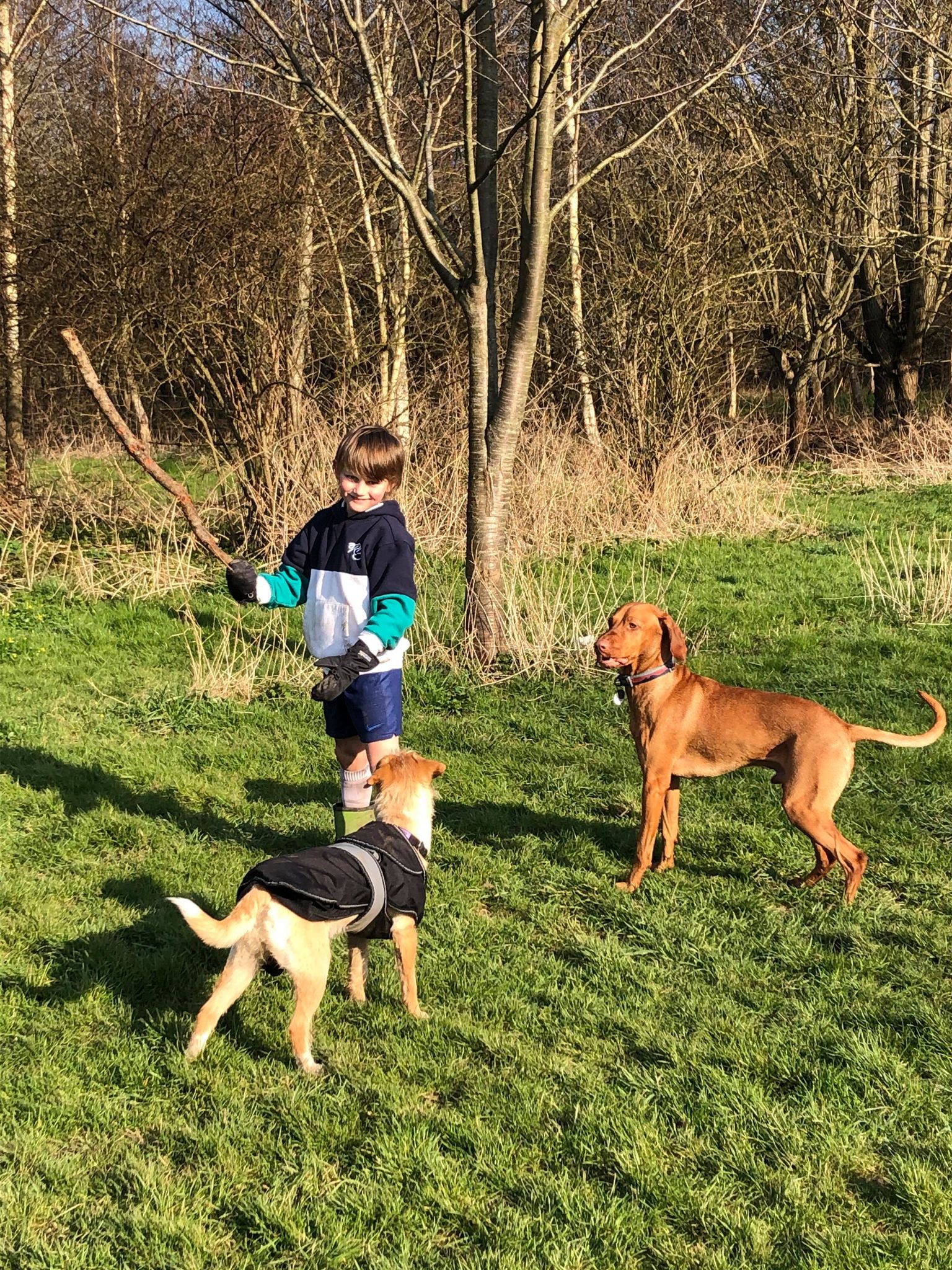 Group Dog Walks